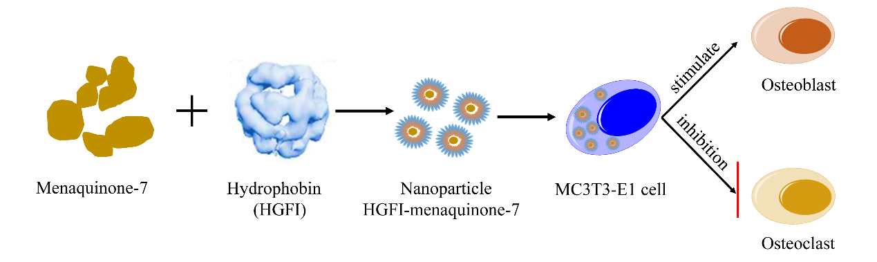 Optimized Vitamin K2 Helps to Treat Osteoporosis