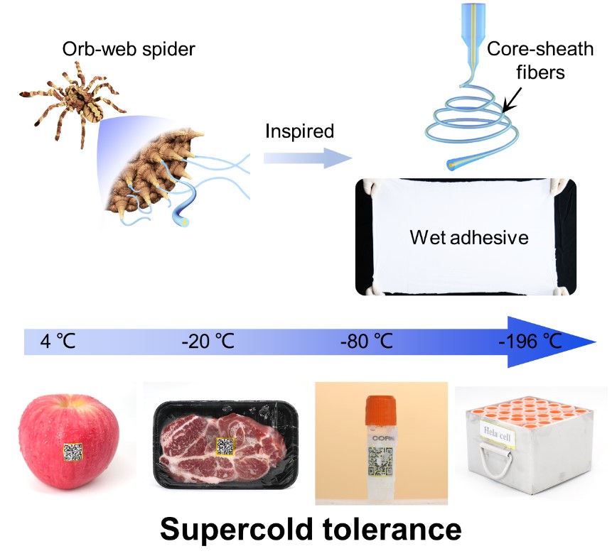 Researchers Invent Supercold Tolerant Wet Adhesive