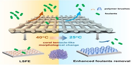 Coral-Tentacle-Inspired Antifouling Membrane Spacer: A Natural Solution for Biofouling Prevention (Image by HUANG Jiachen)