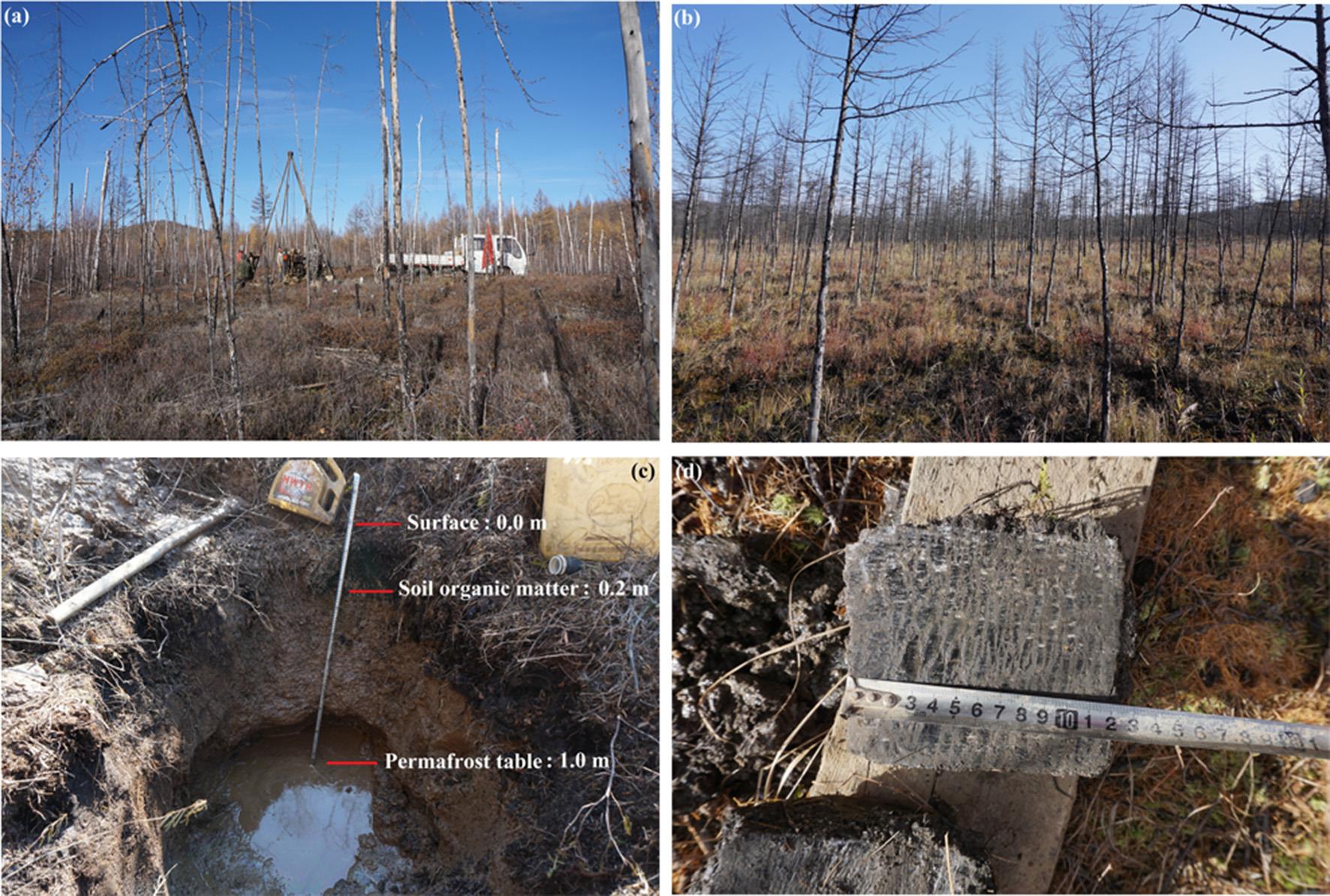 Forest Fires Affect Distributive Features of Soil Carbon and Nutrients in Permafrost Regions
