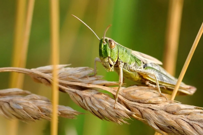 CAS Scientists Assess Risk of Desert Locust Invasion to China