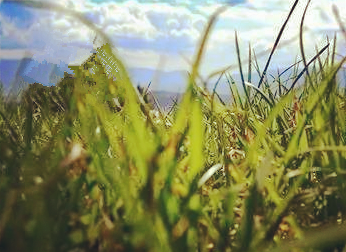 grassland.png