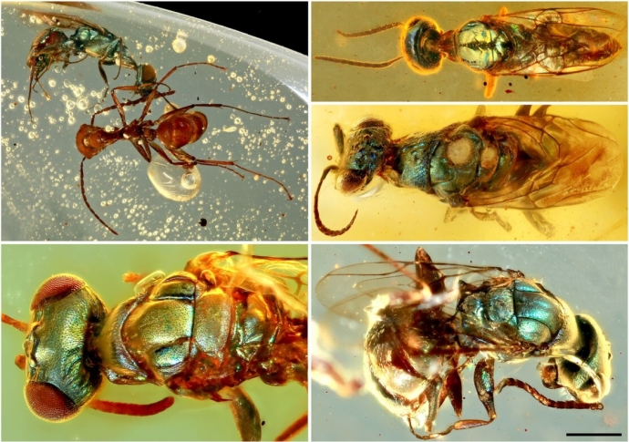 Amber Fossils Unlock True Color of 99-million-year-old Insects