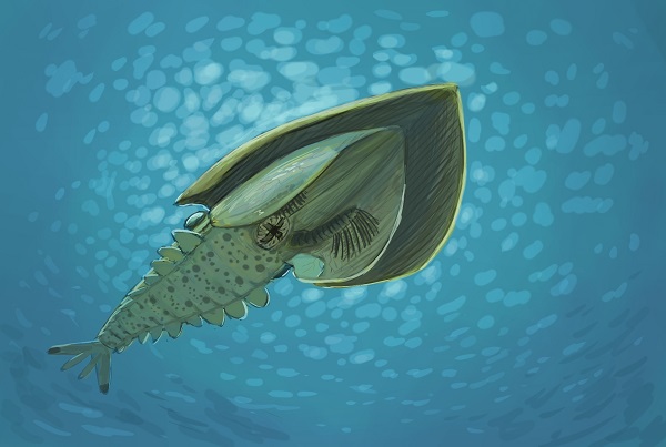 Researchers Discover Middle Cambrian Hurdiid Radiodonts from North China