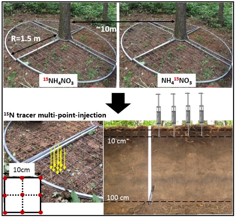 In Situ Paired <sup>15</sup>N Labeling Technique to Study Mature Tree Nitrogen Uptake Preference