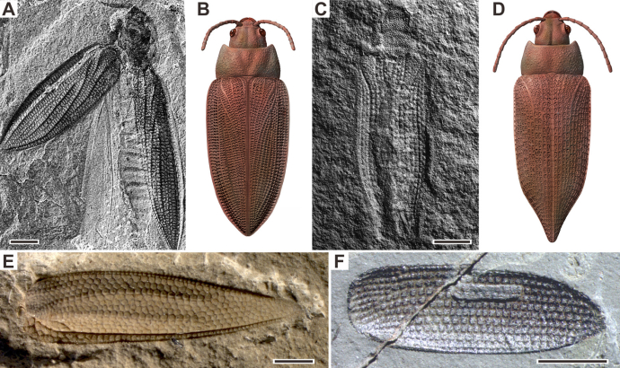 Study Reveals Effects of End-Permian Deforestation on Early Evolution of Beetles
