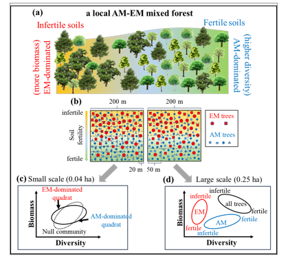 mycorrhizal dominance mechanism