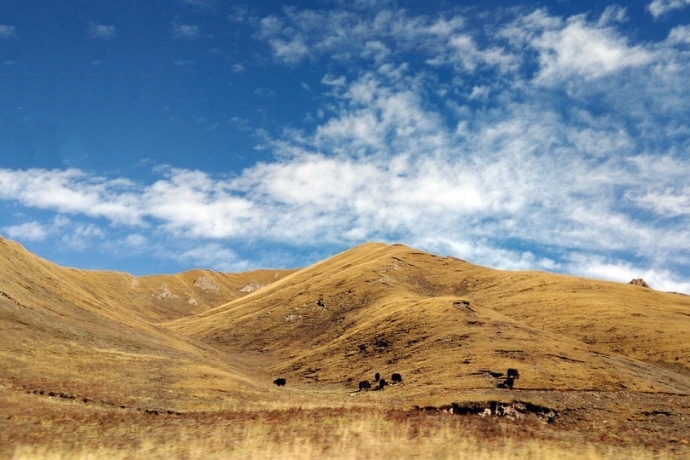 Microbial Necromass Carbon Causes Dramatic Carbon Loss in Permafrost Thaw Slump of Tibetan Plateau