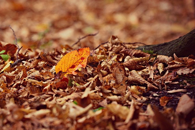 fall leaves.jpg