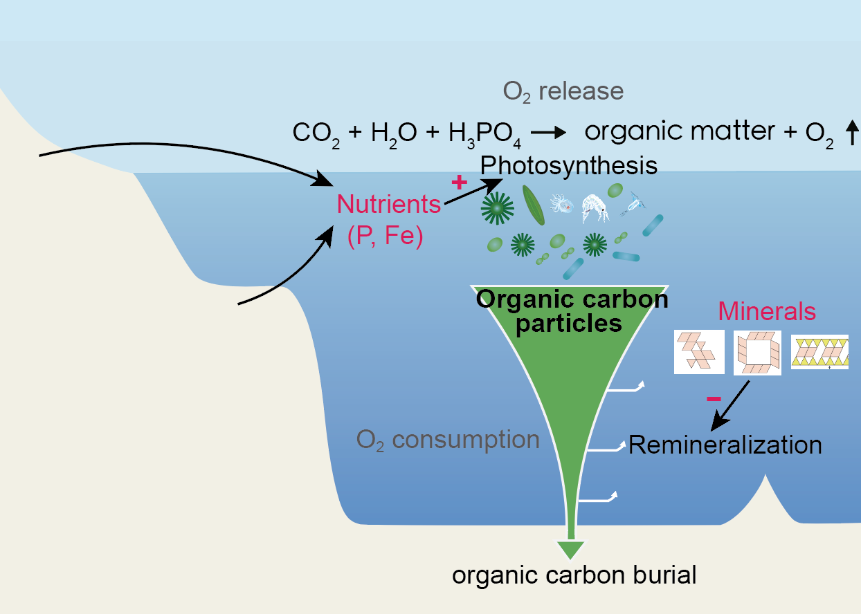 The schematic diagram of marine organic matter production and burial in the continental shelf ocean, regulated by marine nutrient cycling and mineral protection.(Image by IGGCAS)