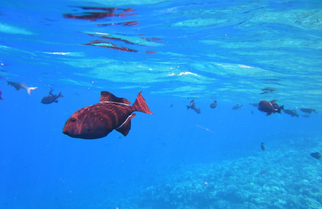 Researchers Propose Passive Broadband Source Depth Estimation Method Using Single Vector Sensor in Deep Ocean