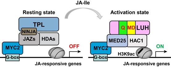 Figure. Proposed model of LUH in the transcriptional activation of jasmonate signaling