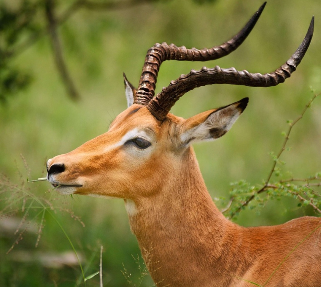 impala.jpg
