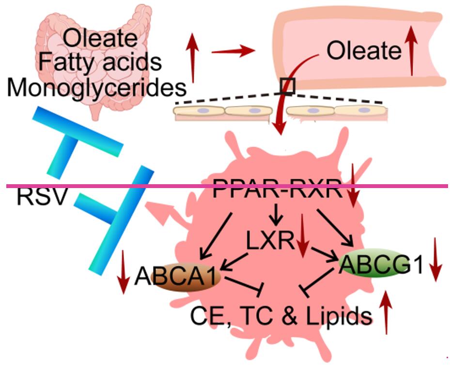 Schematic diagram of molecular mechanisms by which resveratrol inhibits the occurrence and development of atherosclerosis