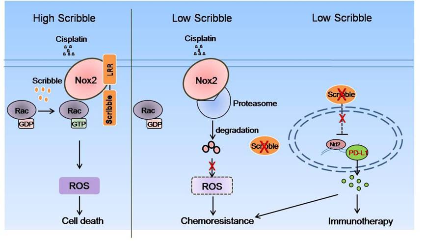 Loss of Scribble Confers Cisplatin Resistance During NSCLC Chemotherapy Via Nox2/ROS and Nrf2/PD-L1 Signaling