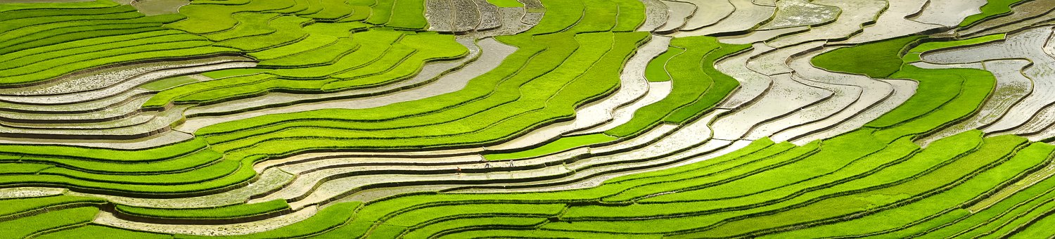 Scientists Report Best Practice for Reducing Ammonia Emission from Rice Fields