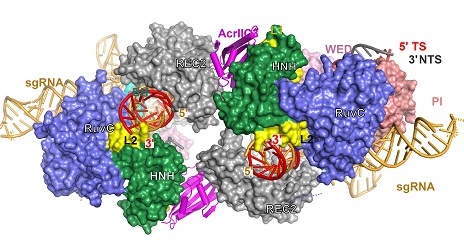 Researchers Elucidate Mechanisms of DNA Cleavage by Cas9 and Its Inhibitionstate by AcrIIC3