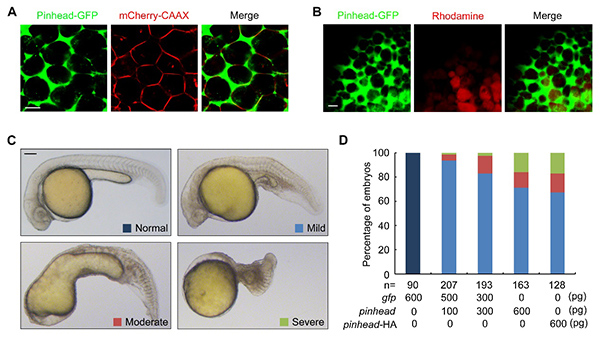 Pinhead is a secreted BMP ligand and ventralizes zebrafish embryos