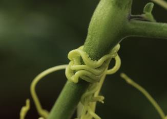 Research Reveals Large-scale Protein Exchanges between Dodder Parasites and Their Host Plants