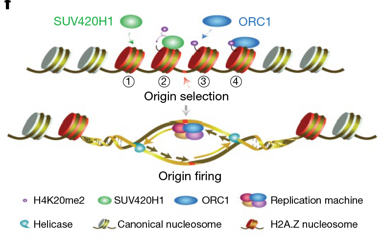 Scientists Reveal Function of Histone Variant H2A.Z in DNA Replication Selection