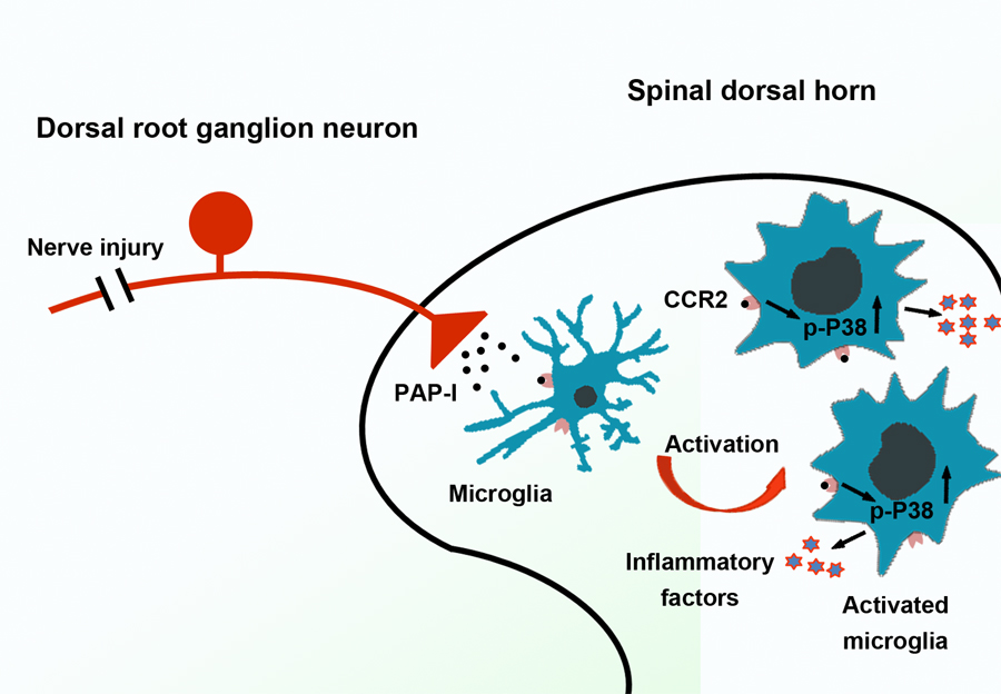 Nerve Injury-induced Neuronal PAP-I Maintains Neuropathic Pain by Activating Spinal Microglia