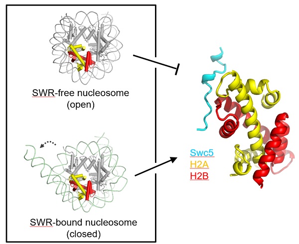 Researchers Reveal Mechanism of Swc5 Facillitating Chromatin Deposition of Histone Variant H2A.Z