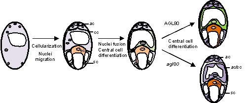 The mechanism of AGL80 in central cell specification.Cc, central cell; ec, egg cell, ac, antipodal cell; sc, synergid cell