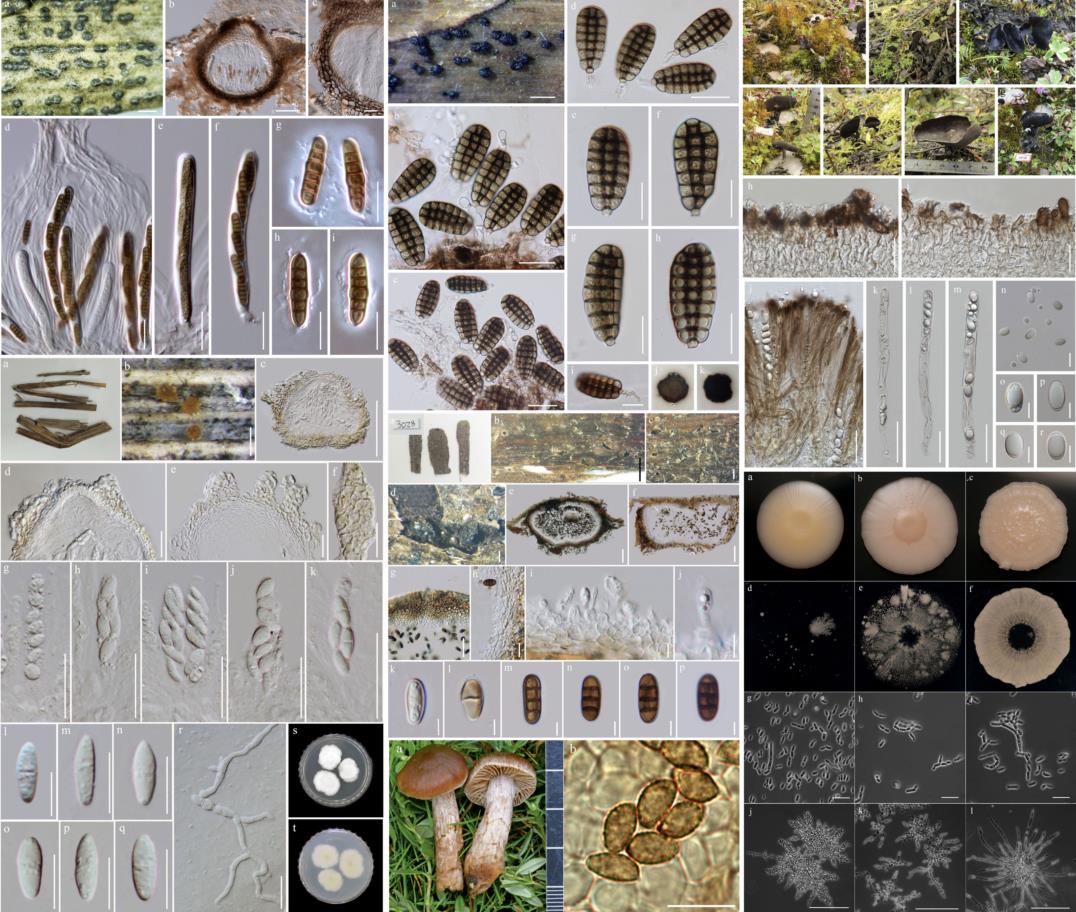 Characterize and Classify Fungi  Fungal Diversity Notes