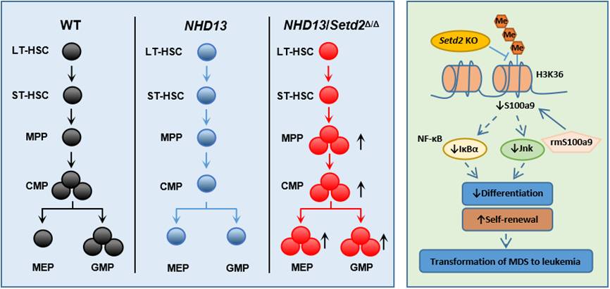 Setd2 plays an important role in the transformation of NHD13 driven MDS to AML.jpg
