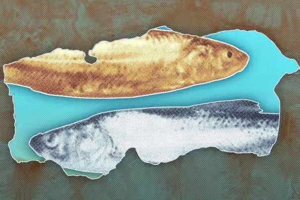 Transcriptome-wide Patterns of Genetic and Expression Variations in Two Sympatric Schizothoracine Fishes Revealed in Tibetan Plateau Glacier Lake