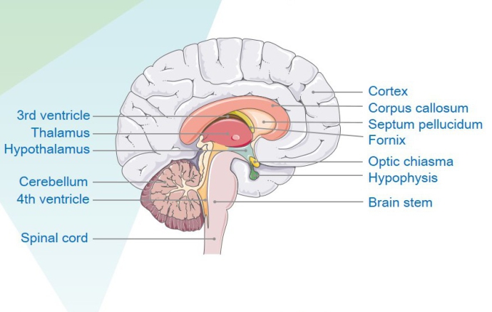 Scientists Find Sexual Dimorphism in Cannabinoid 1 Receptor Expression in Mice