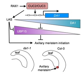 CUC2/CUC3-DA1-UBP15 regulatory module-mediated control of axillary meristem initiation.