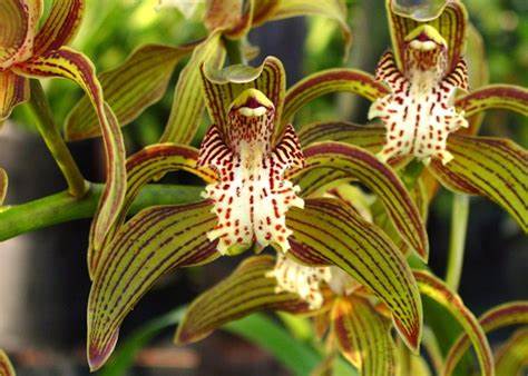 Cymbidium tracyanum.jpg