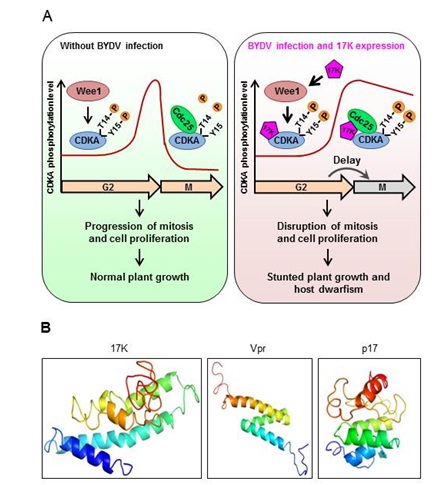 Virus Protein Discovery Reveals New Plant-Animal Class of Cell Division Disruptors