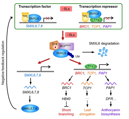 Model of transcriptional regulation by SMXL6 in SL signaling
