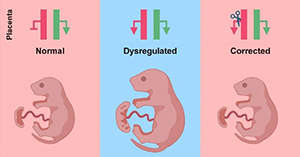 Overcoming Genomic Imprinting Barrier Improves Mammal Cloning