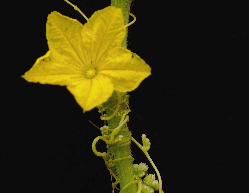 Stealing Information from Host Plants: How the Parasitic Dodder Plant Flowers