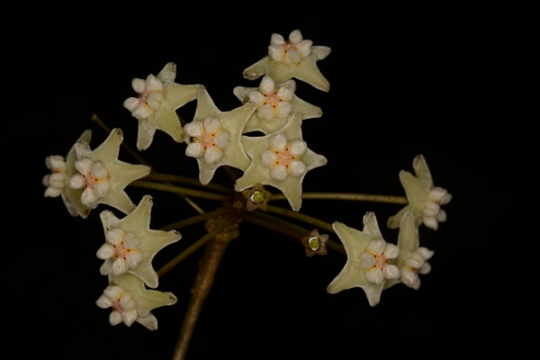 UInflorescence of Hoya gaoligongensis.jpg