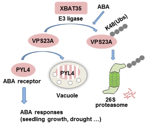 XBAT35 Alters ABA Signaling via the VPS23A/PYL4 Complex