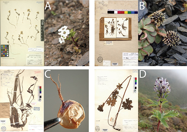 Type specimens and recent photographs of re-discovered 'type-only' species.