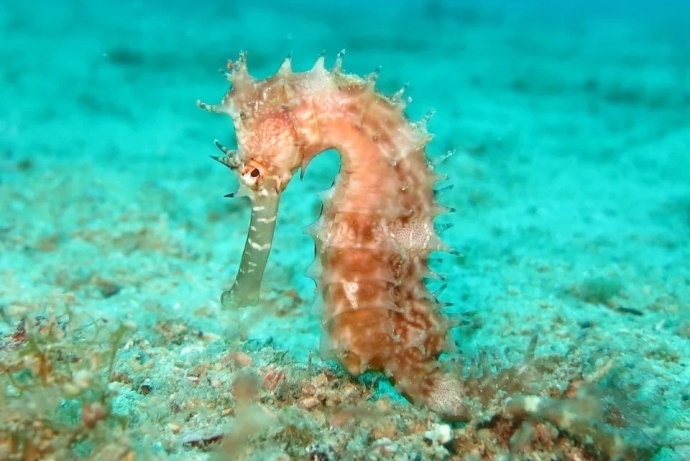 Study Reveals How Retinoic Acid Regulates Brood Pouch Formation and Pregnancy of Male Seahorse