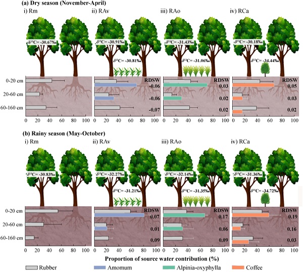 Coffee: Better Intercrop in Rubber Agroforestry System