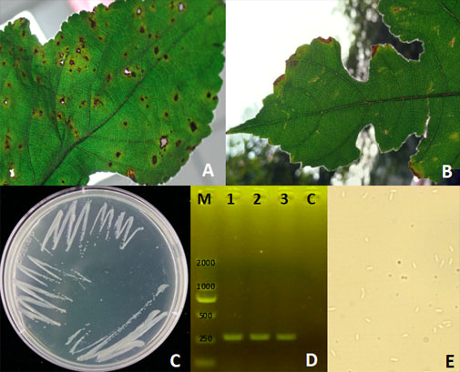 Natural symptoms of bacterial canker disease on B. papyrifera and morphological characteristics of Psa