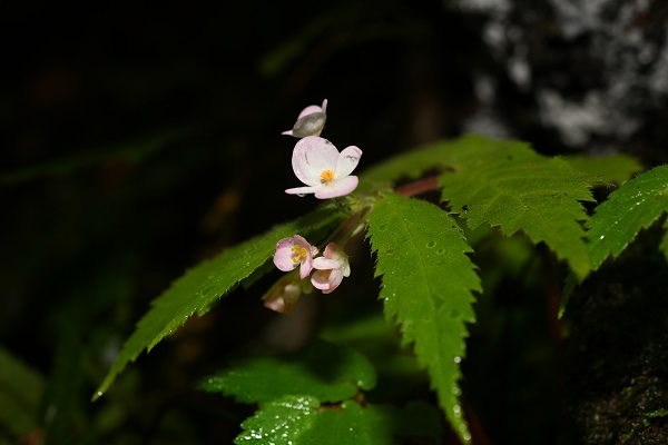 New Tuberous Species of <i>Begonia</i> Found in Southern Yunnan