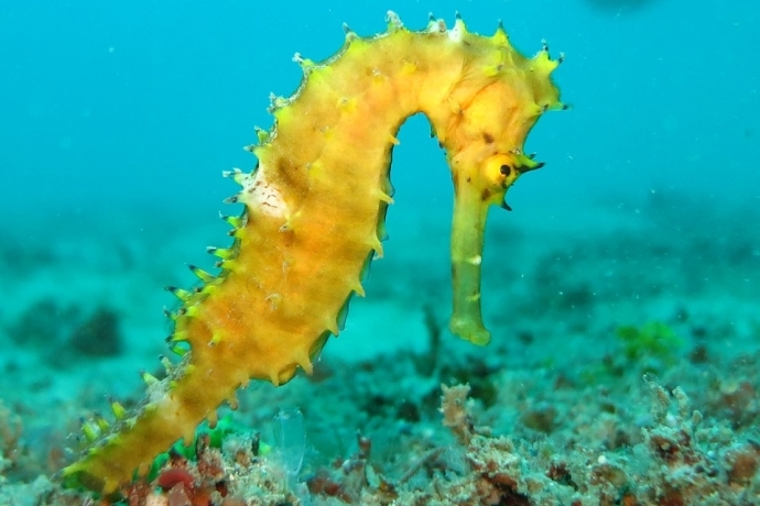 Researchers Reveal Negative Effects of Tributyltin on Reproductive System of Seahorses