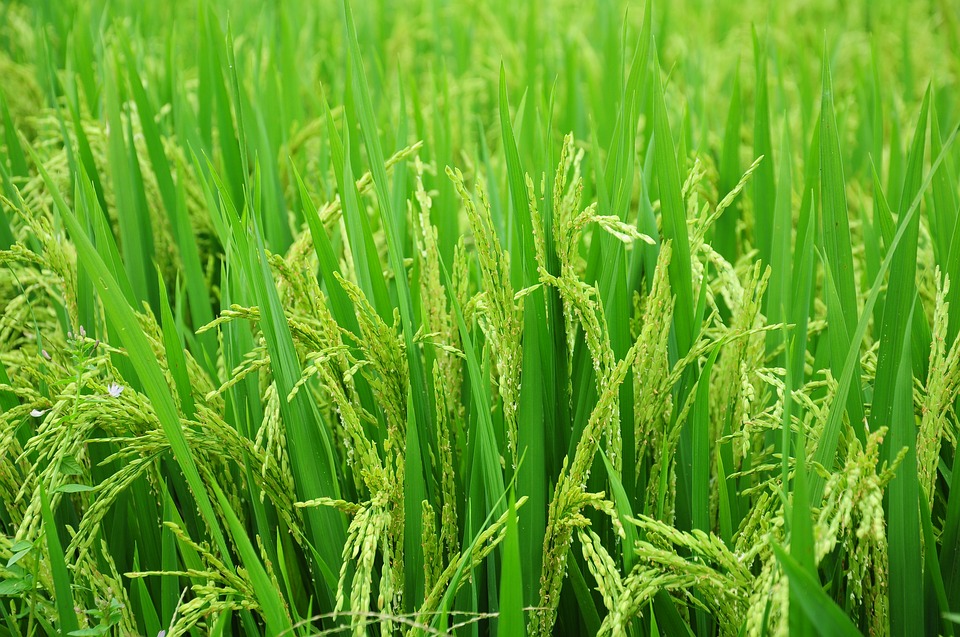 Chinese Scientists Uncover Gene for Rice Adaption to Low Soil Nitrogen
