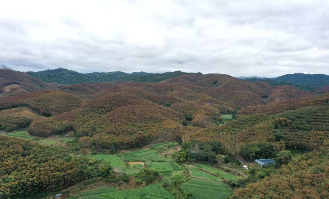 Rubber plantation in Xishuangbanna.jpg