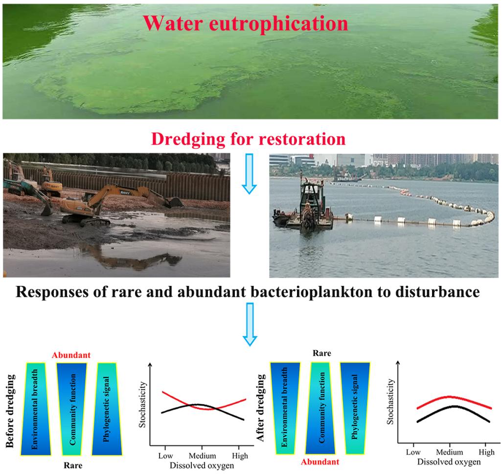 Stronger environmental adaptation of rare rather than abundant bacterioplankton in response to dredging in eutrophic Lake Nanhu (Wuhan, China)(Image by WBG).jpg