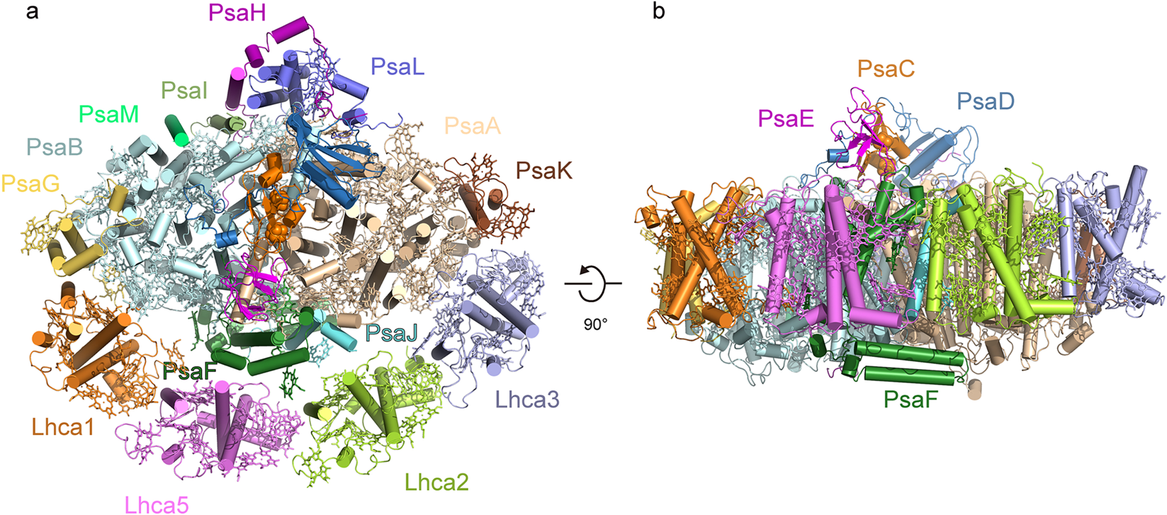 Overall structure of the PSI-LHCI supercomplex