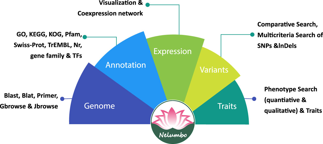 A schematic of the data collection and utilities for the Nelumbo Genome Database.jpg